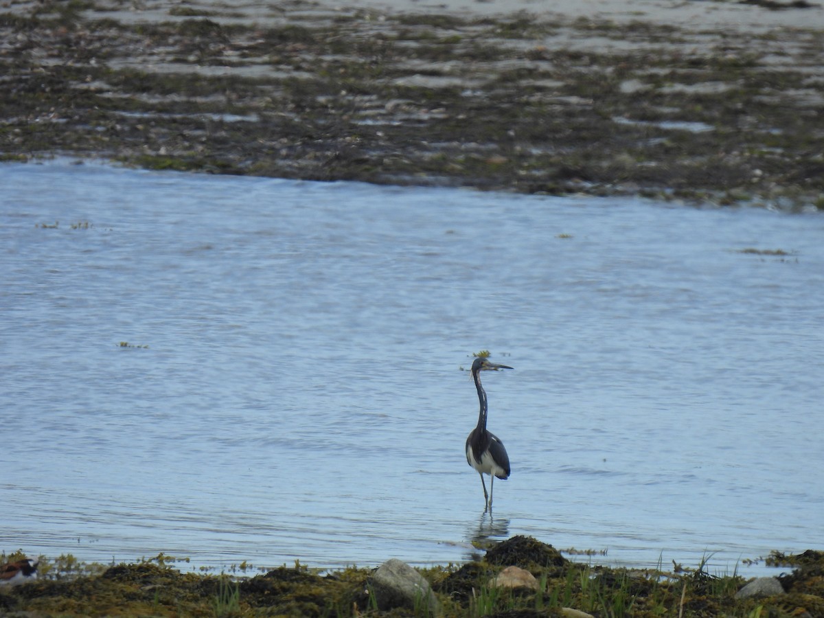 Tricolored Heron - ML571477841