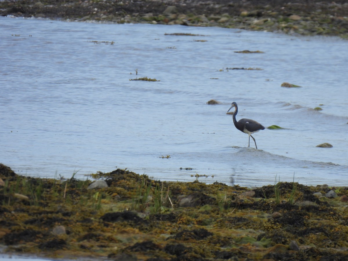 Tricolored Heron - ML571477861