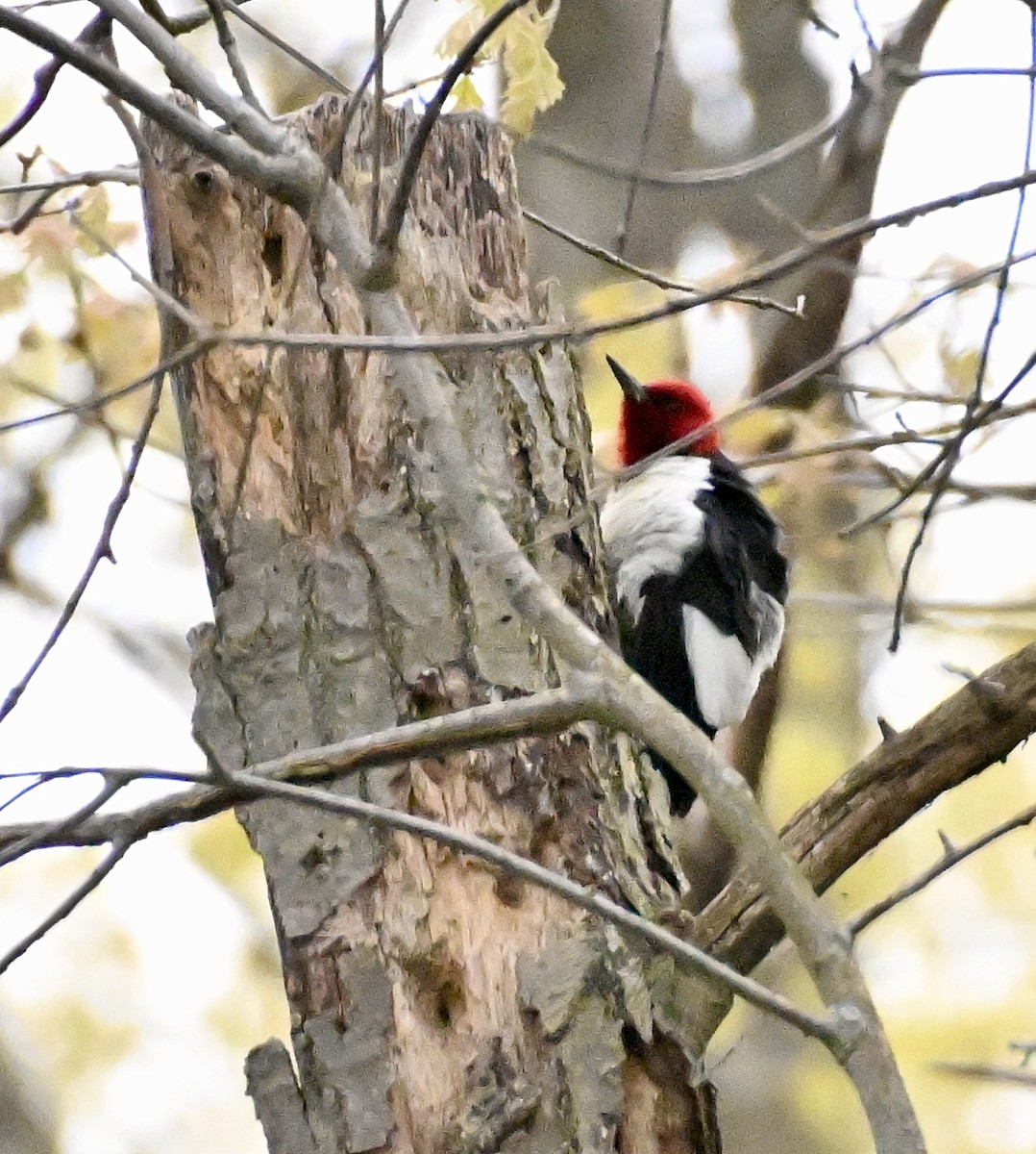 Red-headed Woodpecker - ML571478681