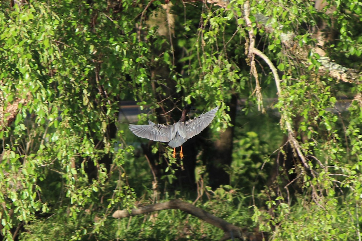 Green Heron - Jon Hill