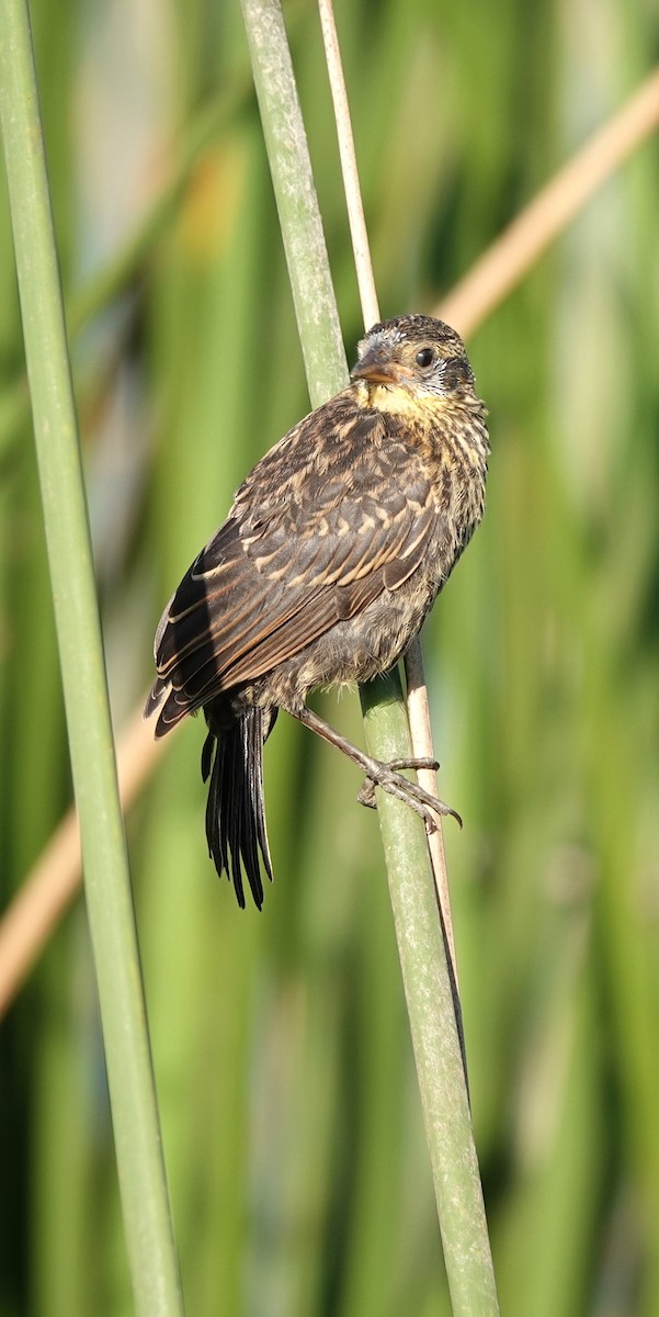 Red-winged Blackbird - ML571480901