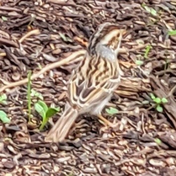 Clay-colored Sparrow - ML571481051