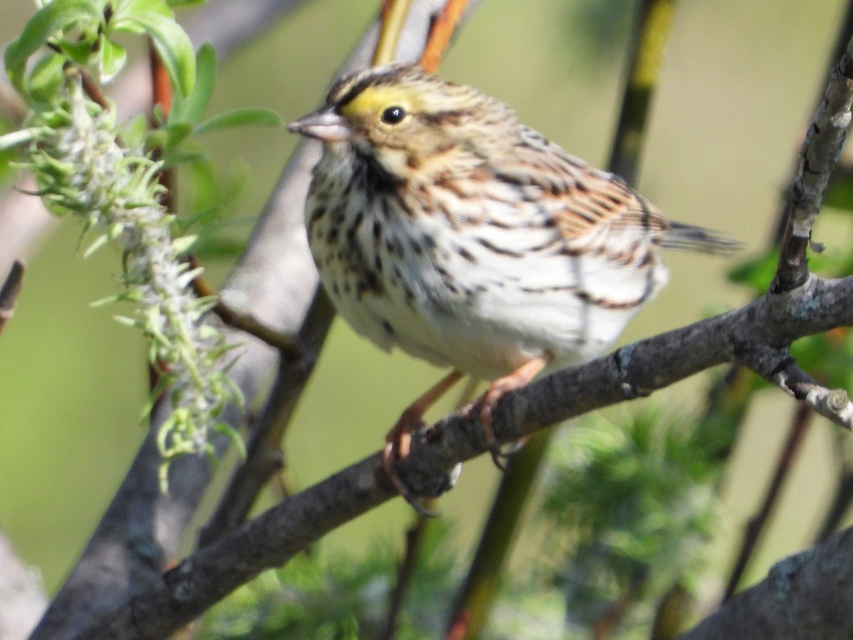 Savannah Sparrow - ML571481211