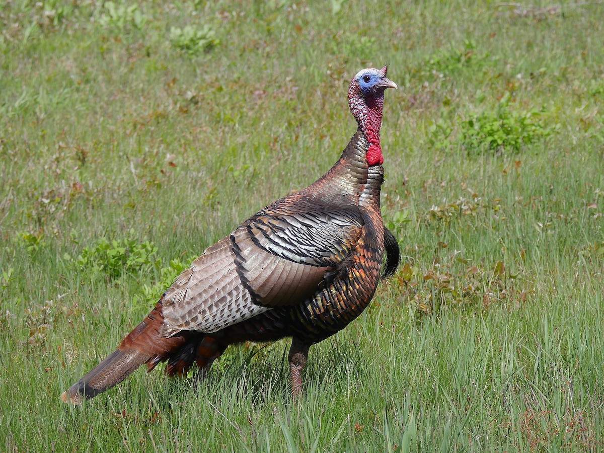 Wild Turkey - Jeffrey Thomas