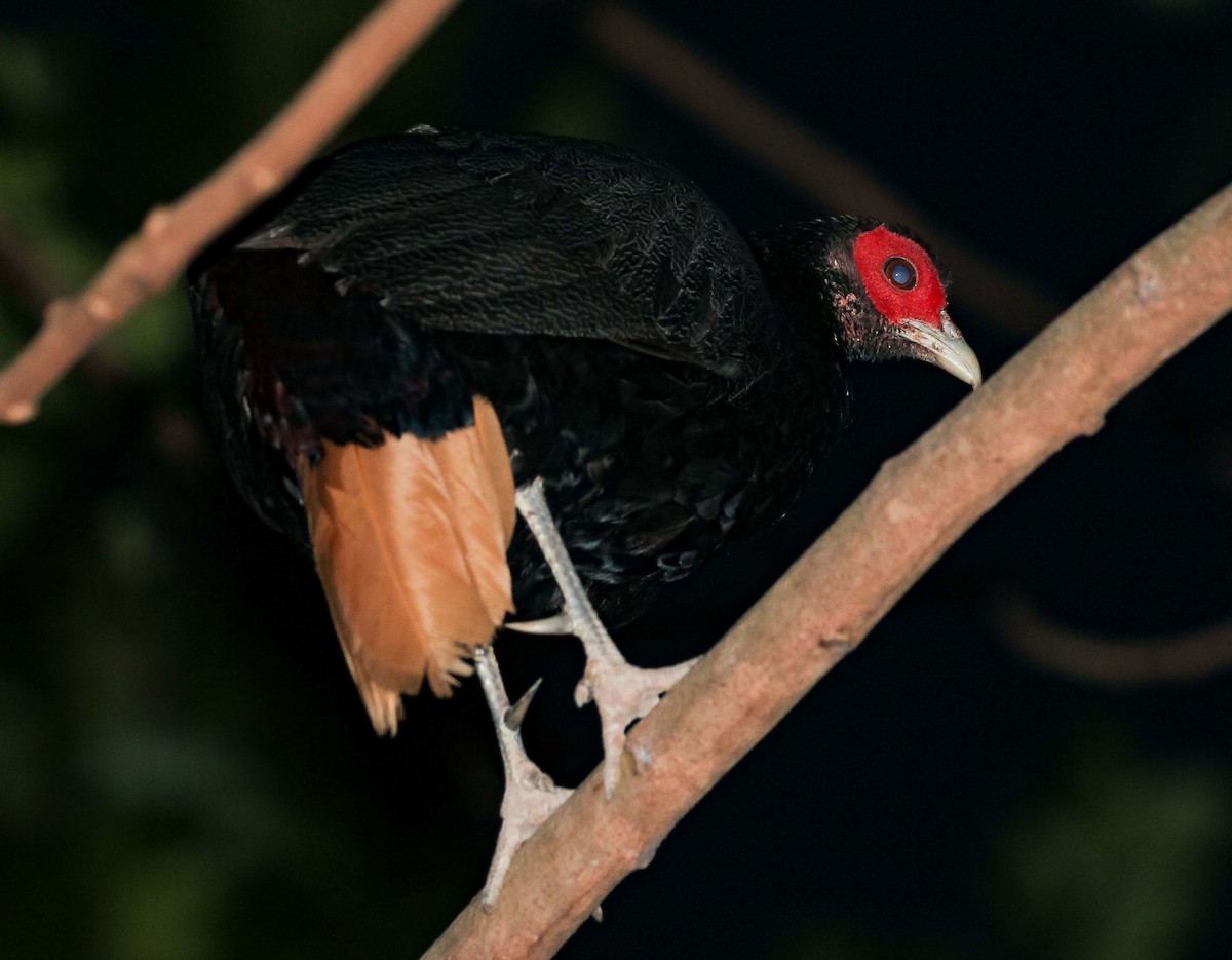 Malayan Crestless Fireback - ML571481771