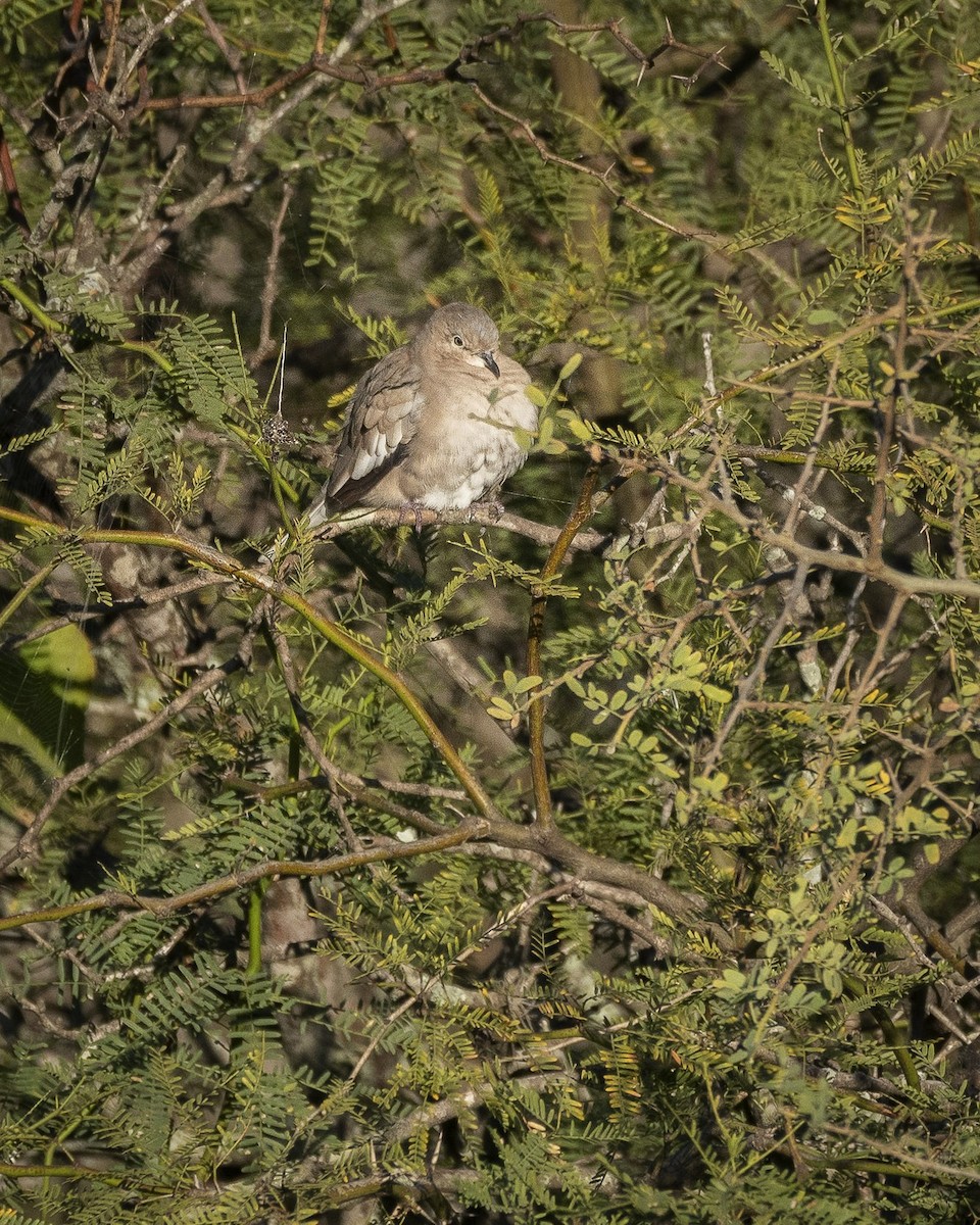 Picui Ground Dove - Daniel Oscar Segovia