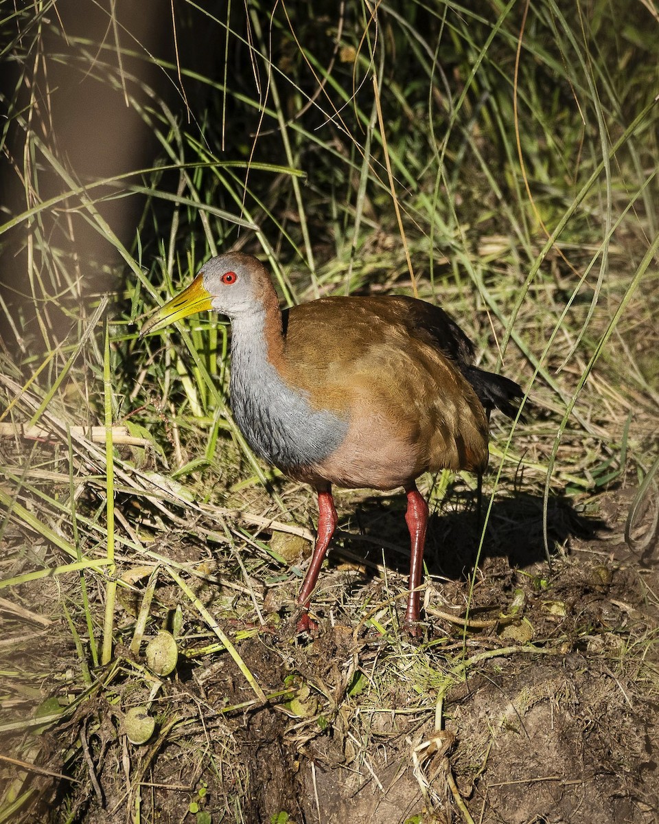 Giant Wood-Rail - Daniel Oscar Segovia