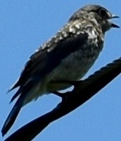 Eastern Bluebird - ML571482381