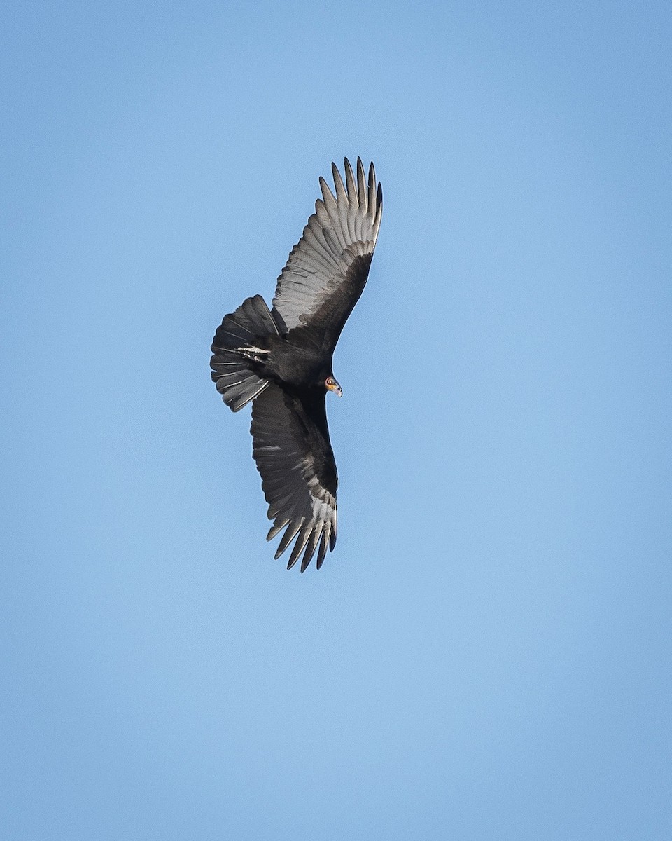 Lesser Yellow-headed Vulture - Daniel Oscar Segovia