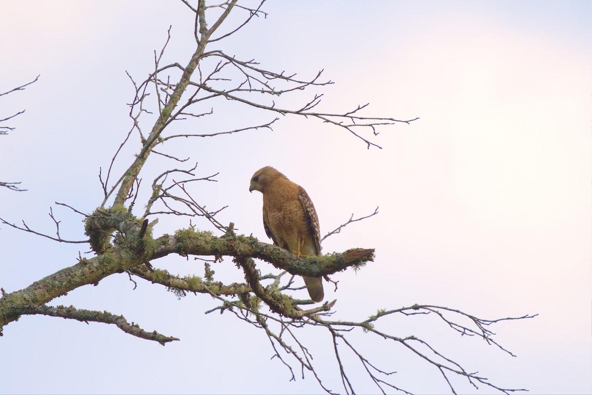 Red-shouldered Hawk - ML571482761