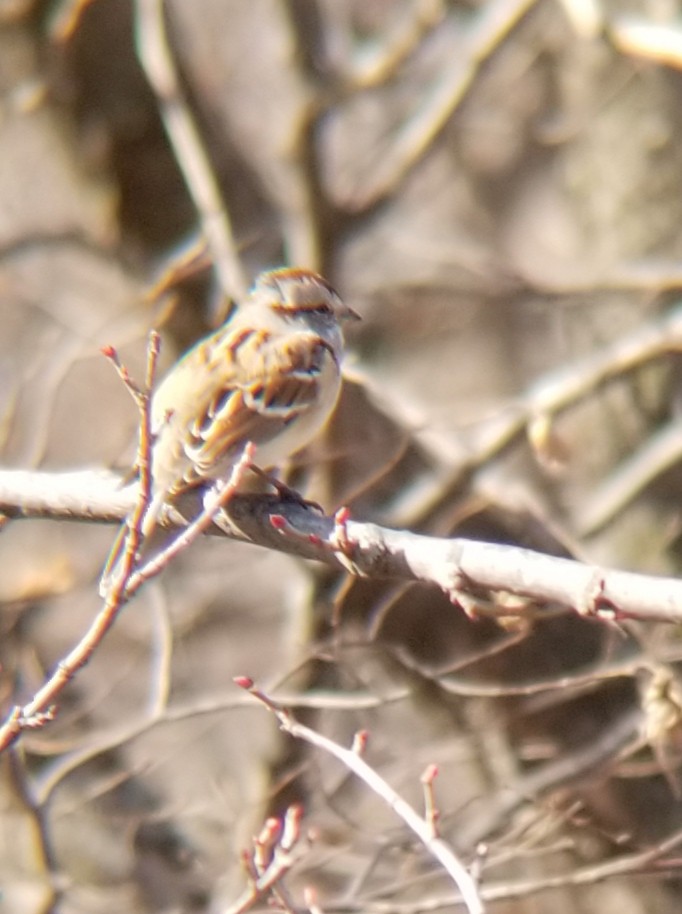 American Tree Sparrow - Aric Gjervold