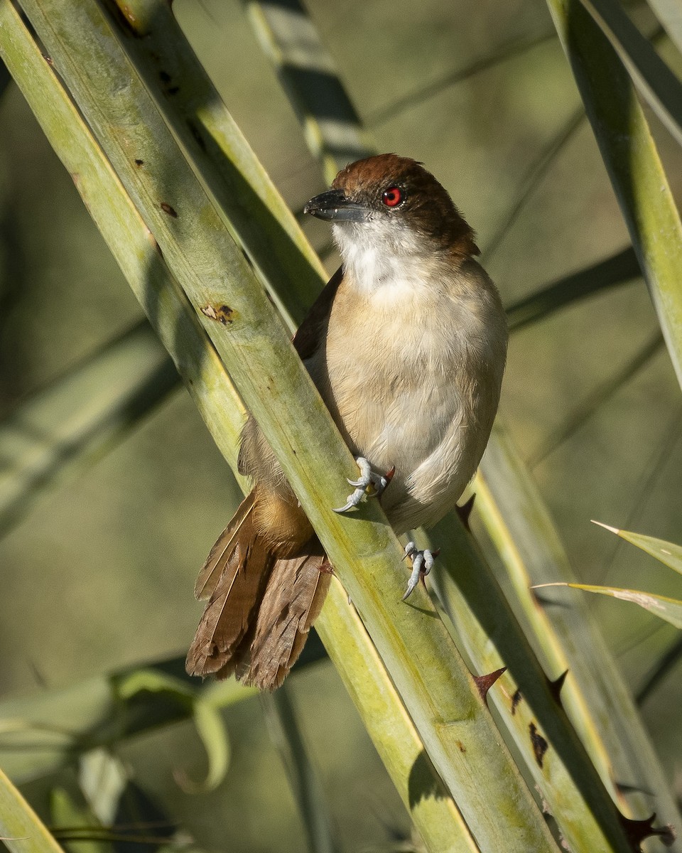 Great Antshrike - Daniel Oscar Segovia