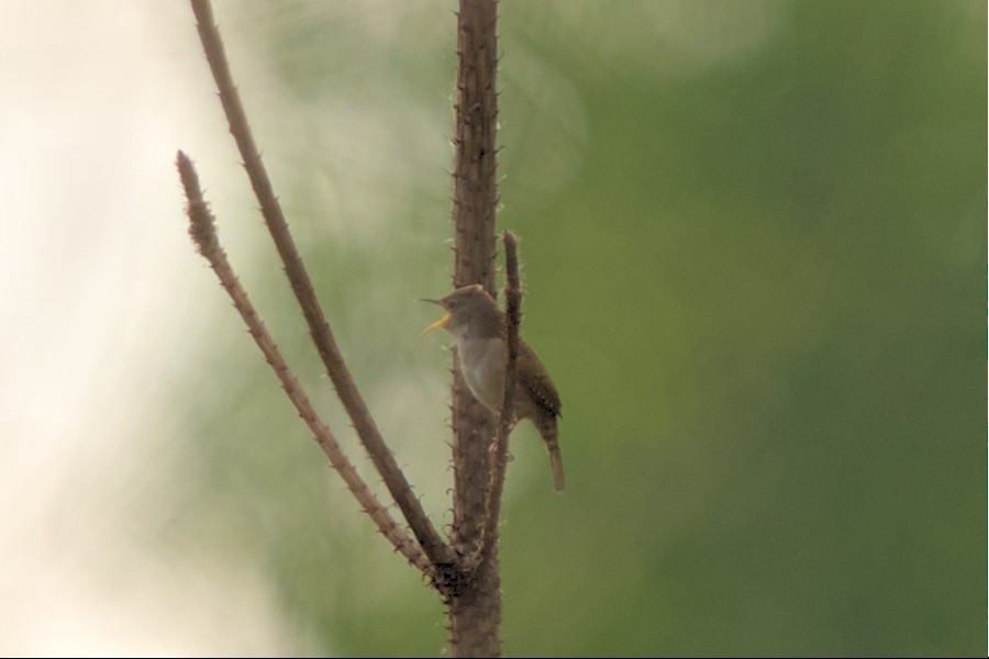 Northern House Wren - ML571484001