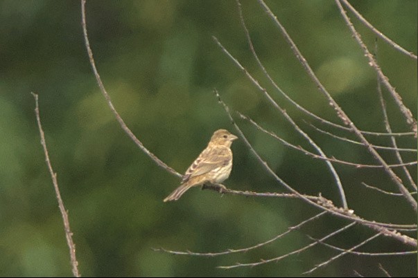 House Finch - ML571484241