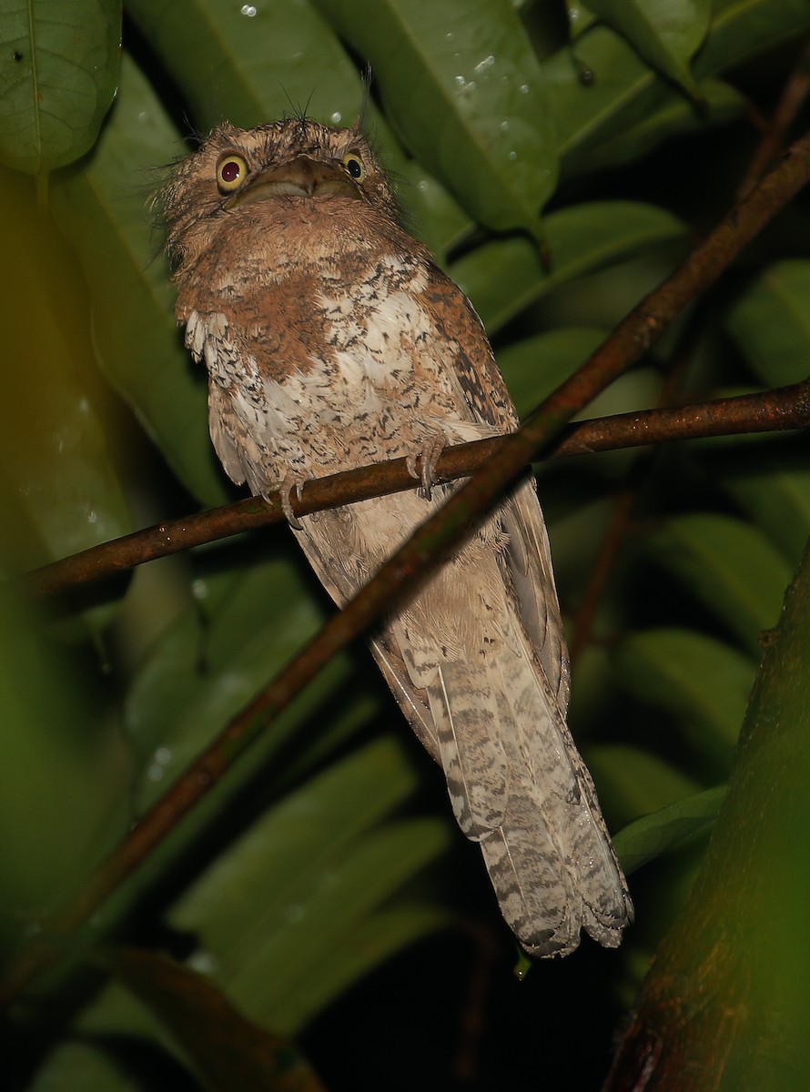 Blyth's Frogmouth - ML571484341