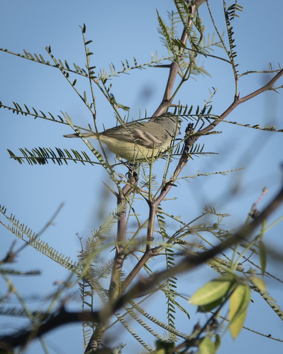 White-crested/Straneck's Tyrannulet - Daniel Oscar Segovia