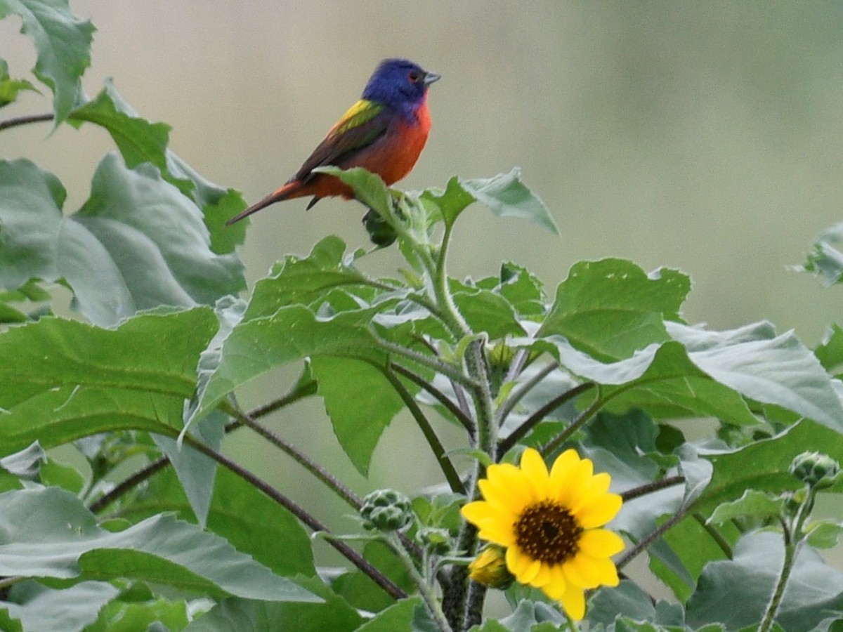 Painted Bunting - Tom McCoppin