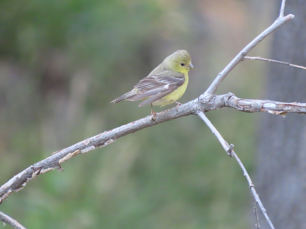 Lesser Goldfinch - ML571485471