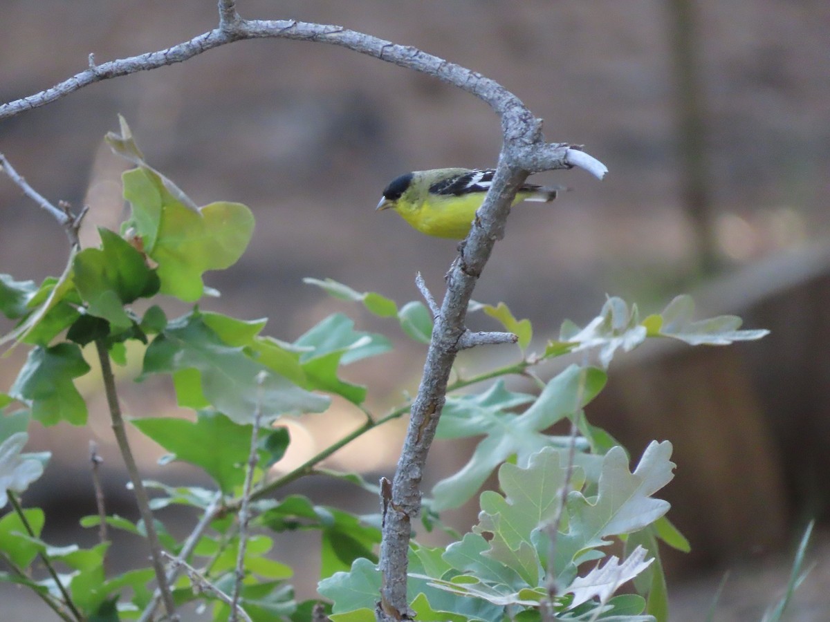 Lesser Goldfinch - ML571485491
