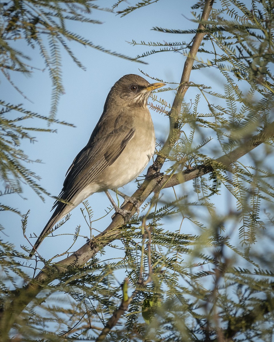 Creamy-bellied Thrush - Daniel Oscar Segovia