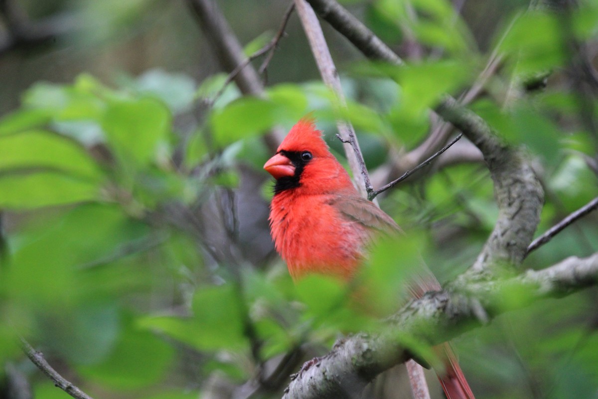 Cardinal rouge - ML571486311