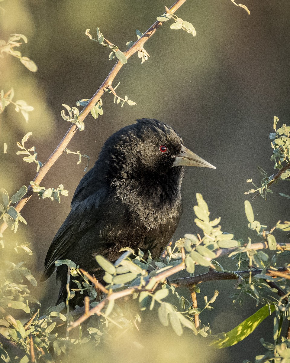 Solitary Black Cacique - ML571486421