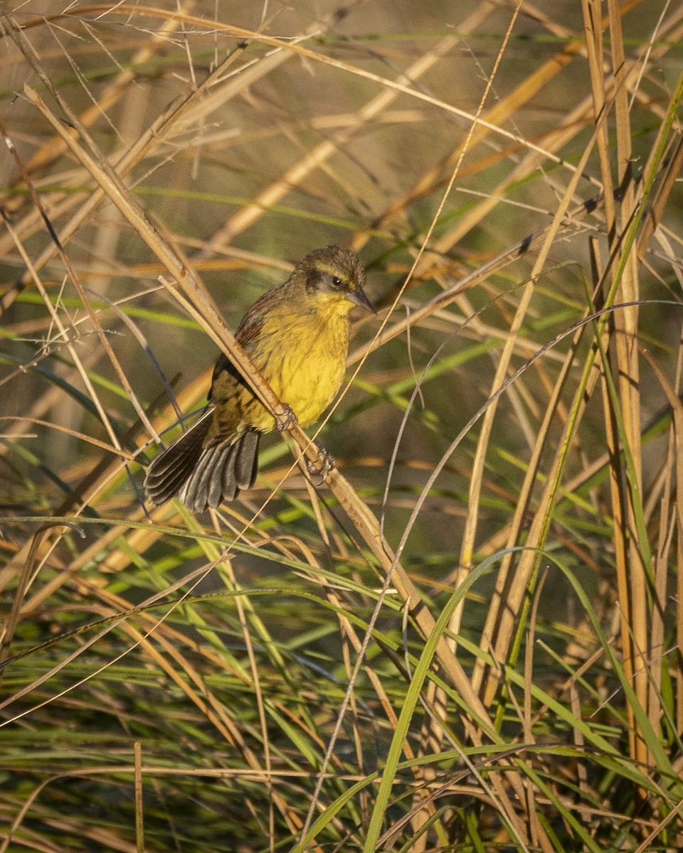 Unicolored Blackbird - Daniel Oscar Segovia