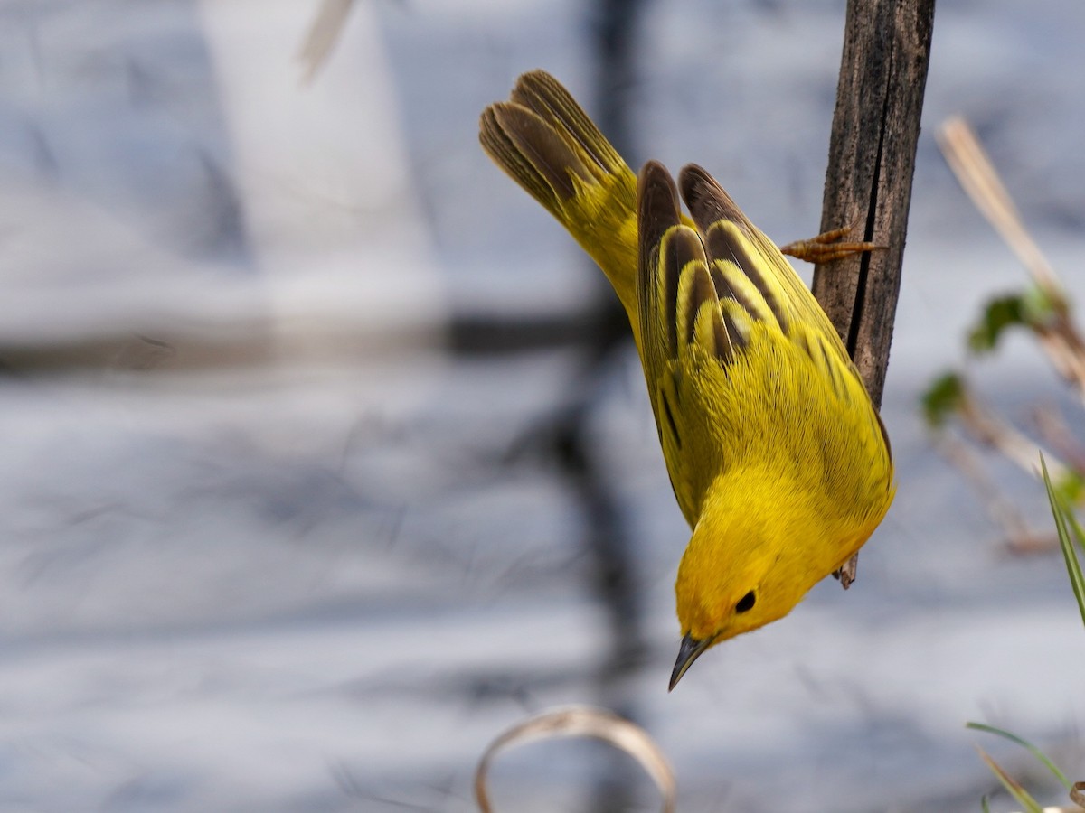 Yellow Warbler - ML571487311