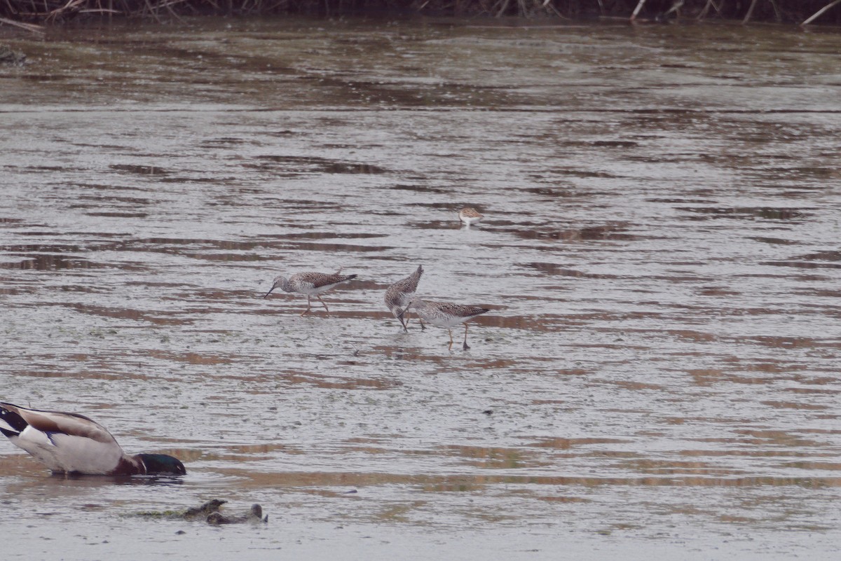 Greater Yellowlegs - Scott Harris