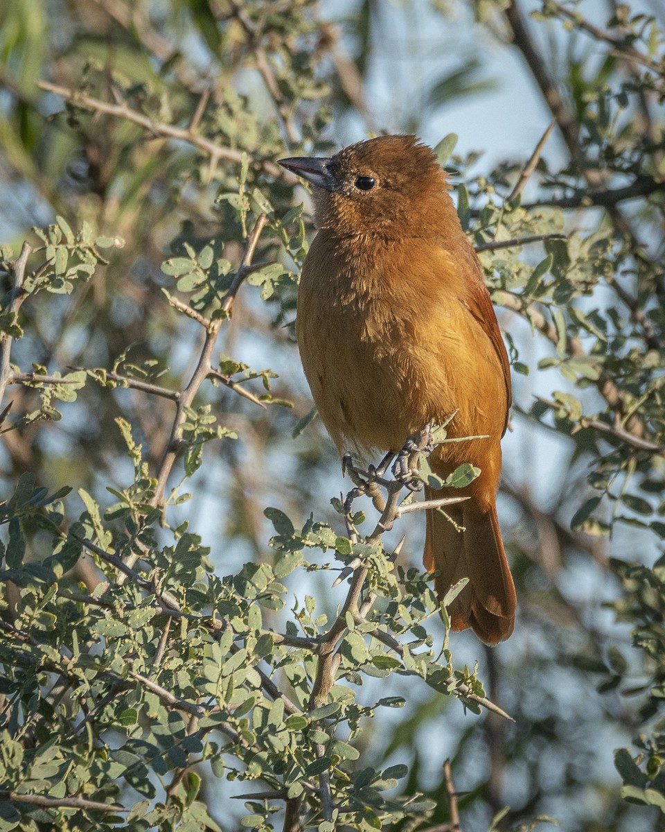 White-lined Tanager - ML571488201