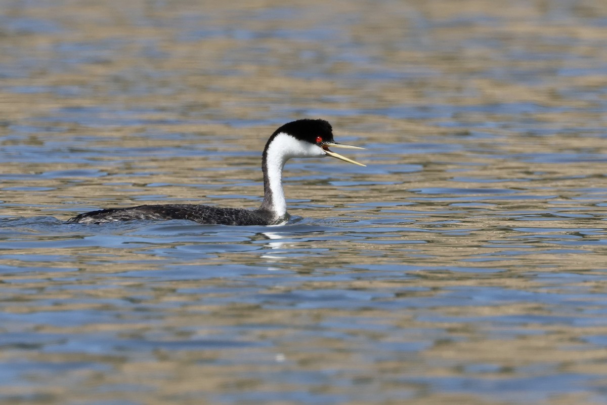 Western Grebe - Mary Cantrell