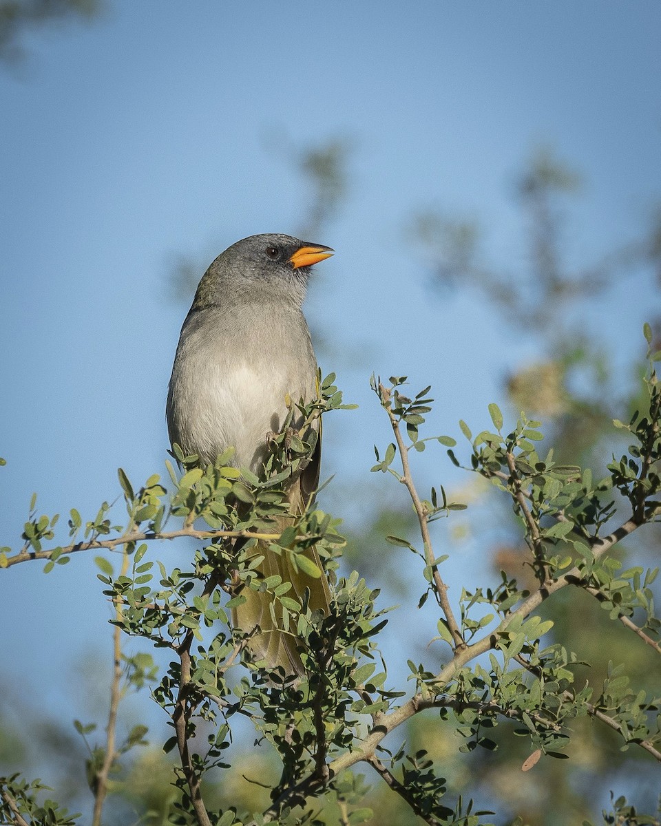 Great Pampa-Finch - Daniel Oscar Segovia