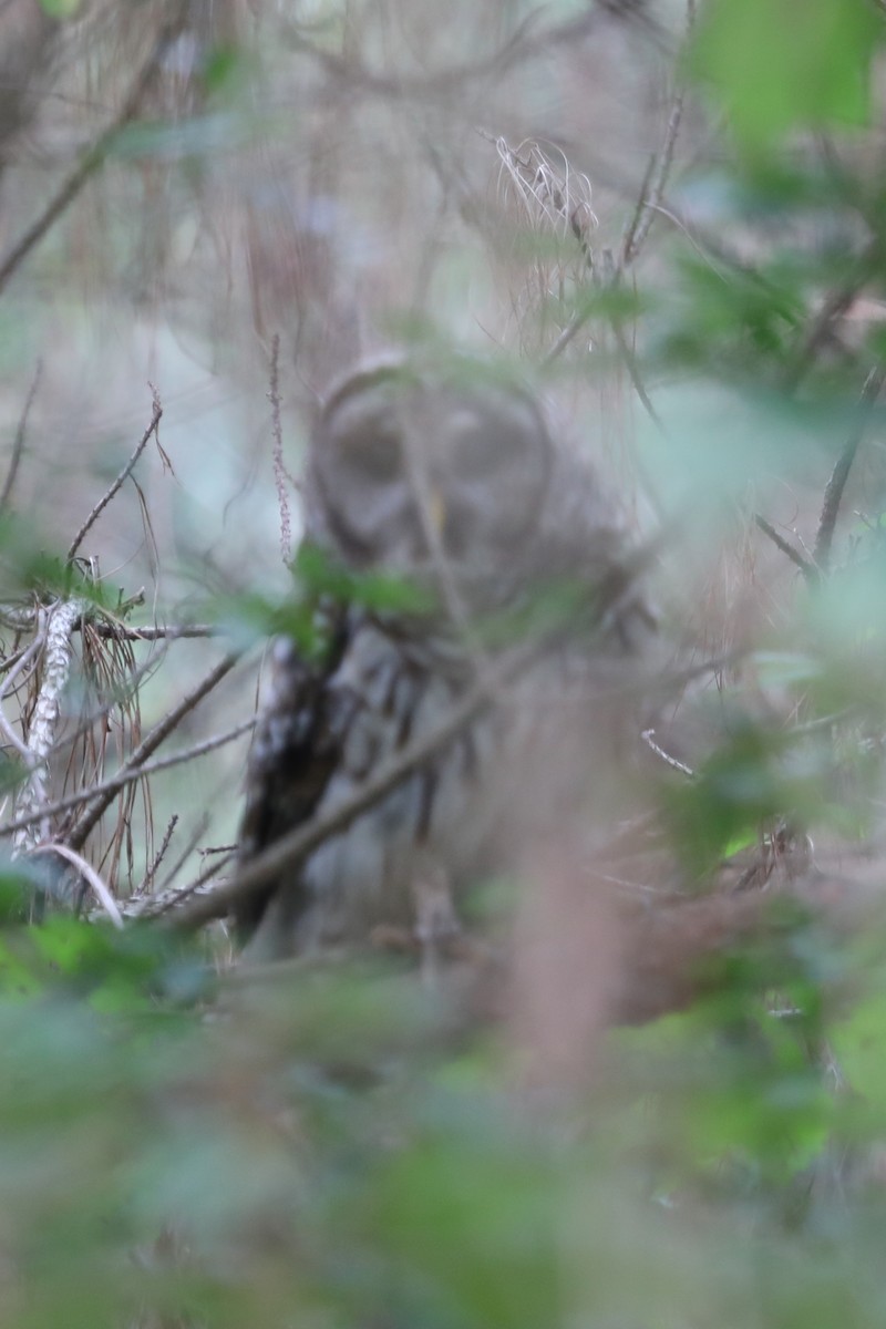 Barred Owl - ML571489151