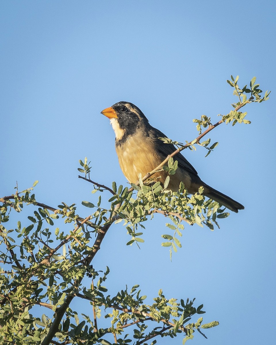 Golden-billed Saltator - Daniel Oscar Segovia