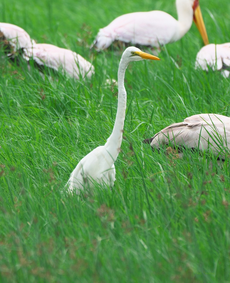 Great Egret - ML571489371