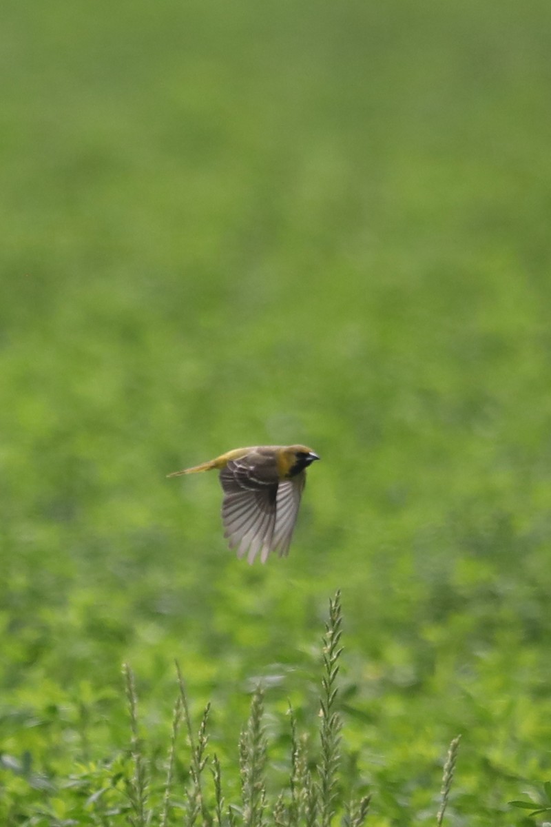 Orchard Oriole - ML571489521