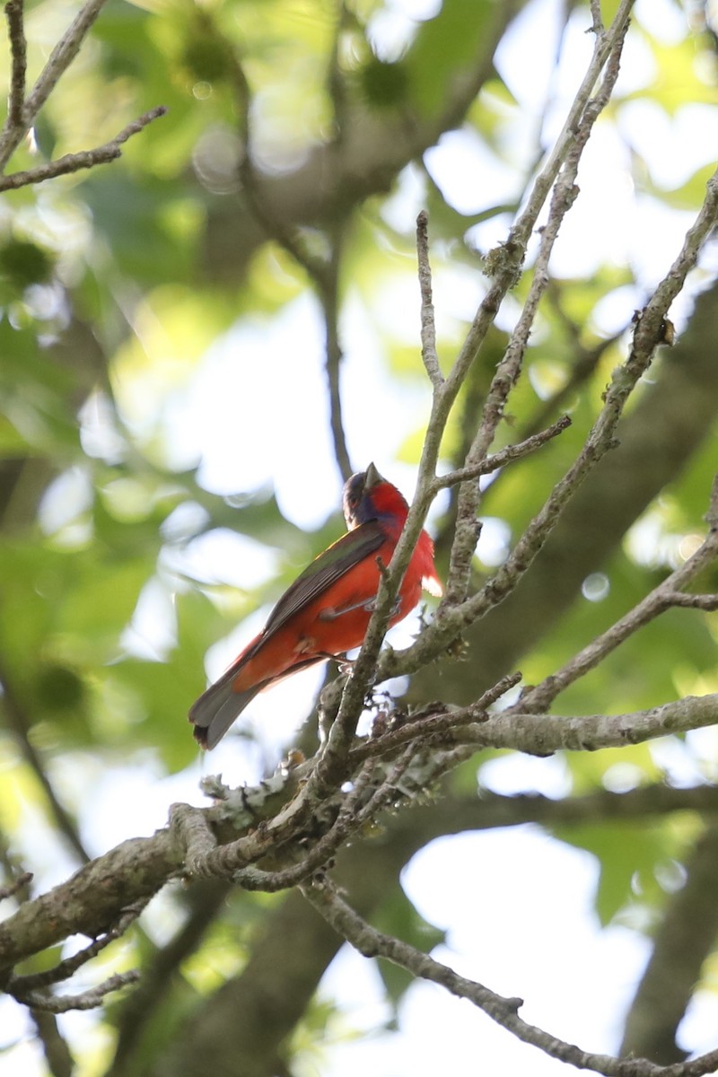 Indigo Bunting - ML571489631
