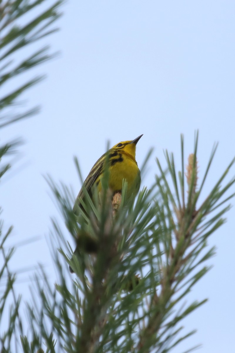 Prairie Warbler - ML571489671