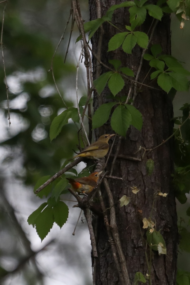 Summer Tanager - ML571489941