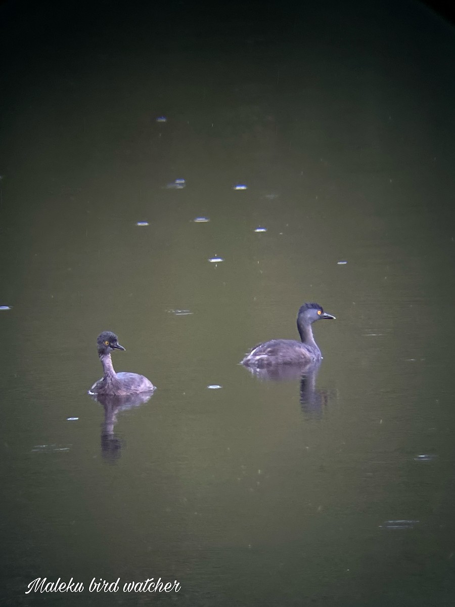 Least Grebe - ML571489981