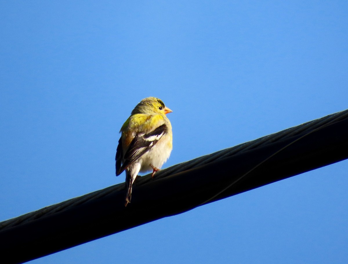 Chardonneret jaune - ML571490291