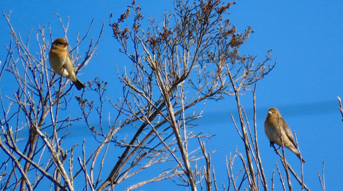 Lazuli Bunting - Petra Clayton