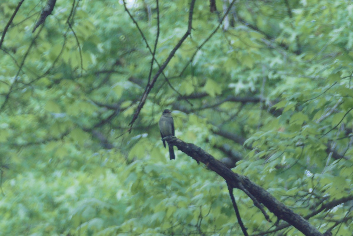 Eastern Wood-Pewee - ML571490501