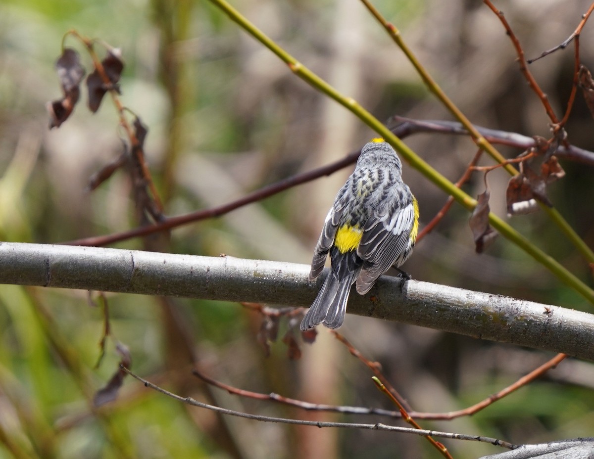 Yellow-rumped Warbler - ML571490561