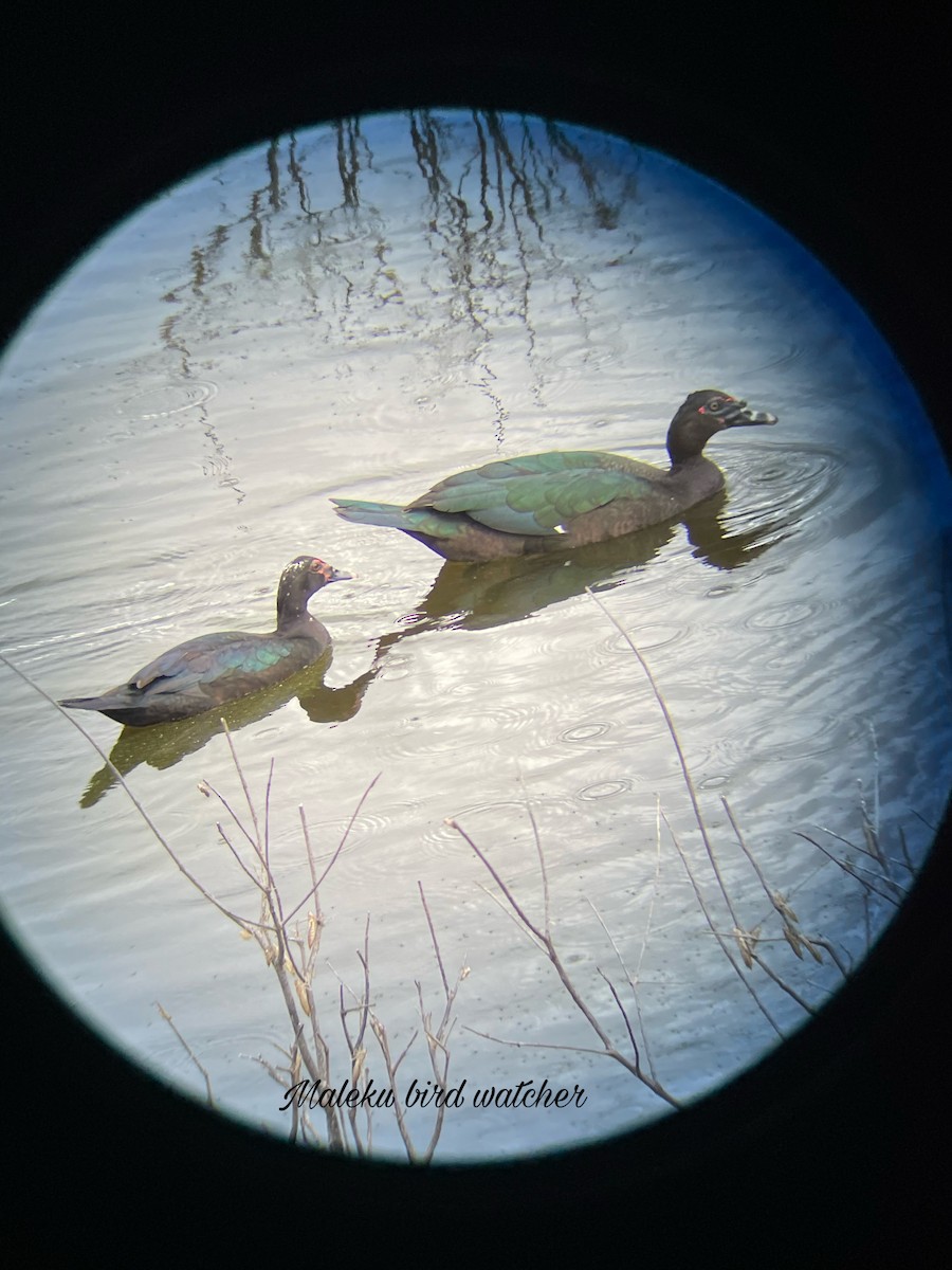 Muscovy Duck - ML571490651