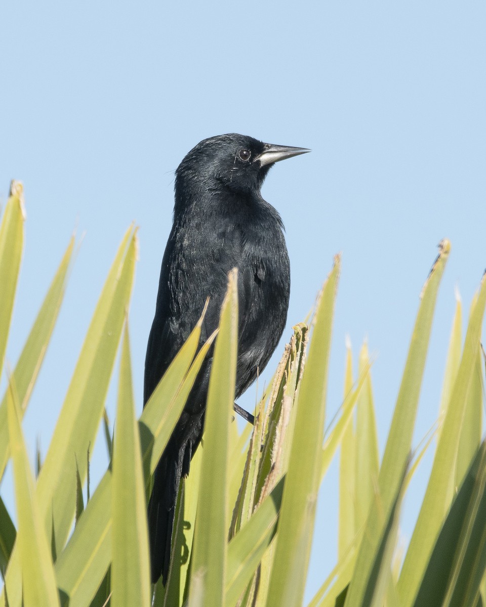 Unicolored Blackbird - Daniel Oscar Segovia