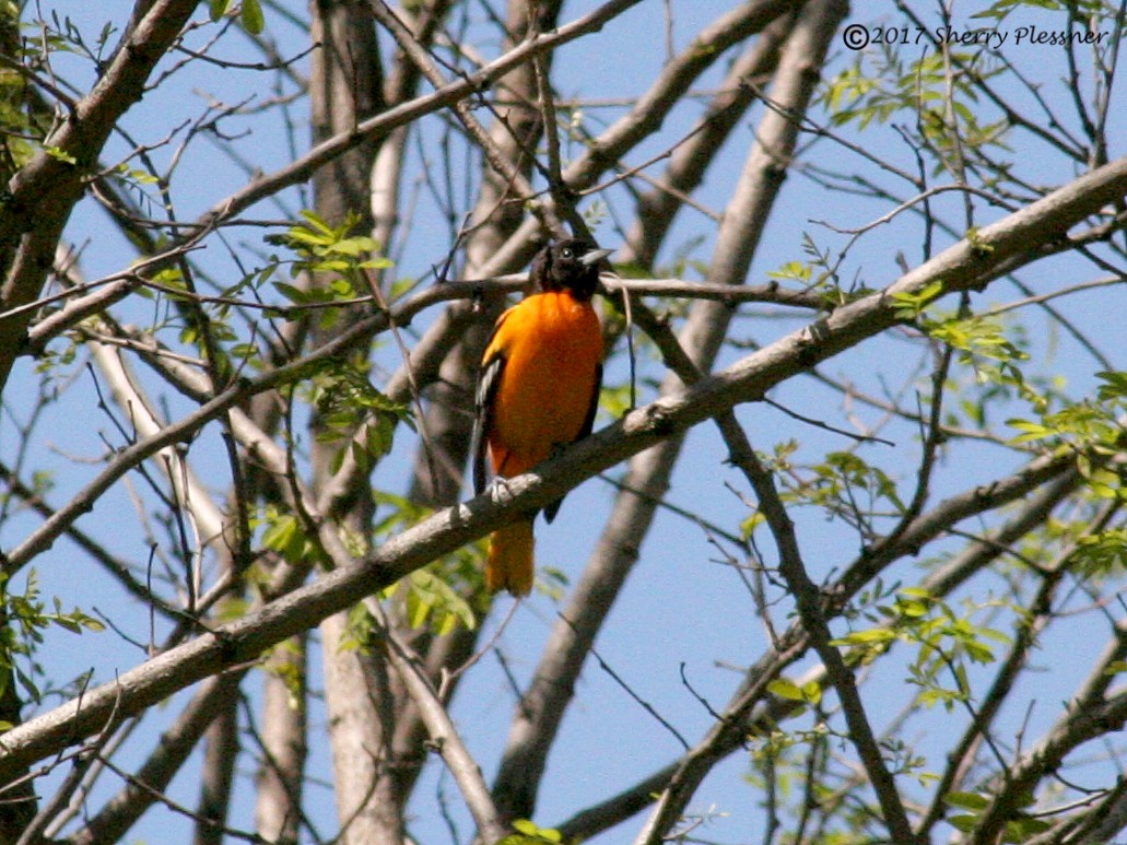 Baltimore Oriole - ML57149221