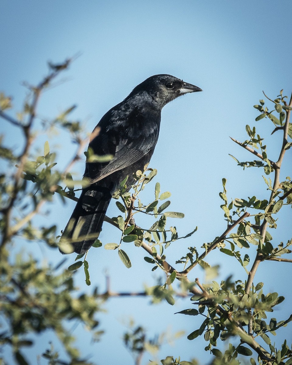 White-lined Tanager - ML571492231