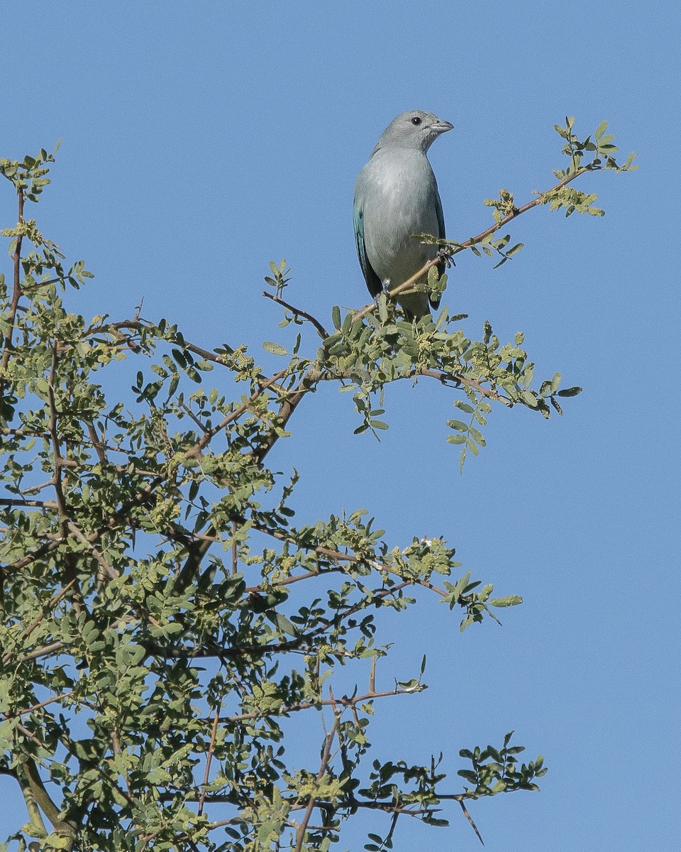 Sayaca Tanager - Daniel Oscar Segovia