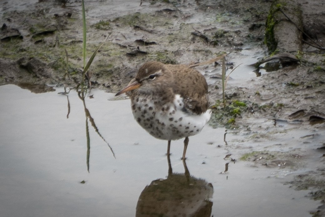 Spotted Sandpiper - ML571492931